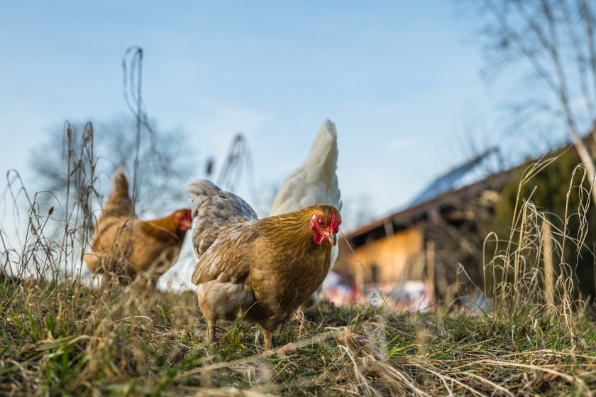 Обявиха вторично огнище на птичи грип в добричкото село Дончево