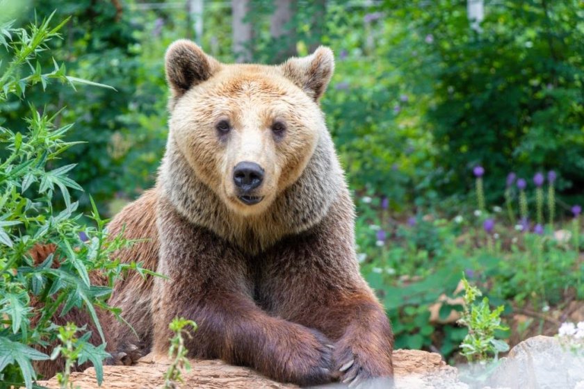 мечка вече наслаждава зимния сън старозагорския зоопарк