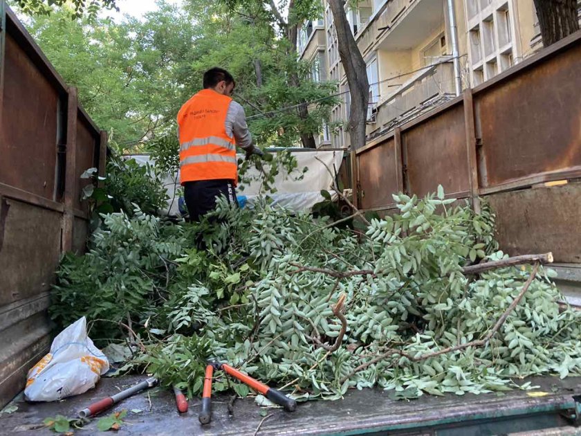 Сигнали за паднали дървета заради силния вятър в Пловдив