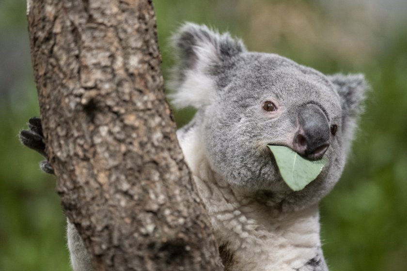 Организация за опазване на коалите засажда дървета, за да опази