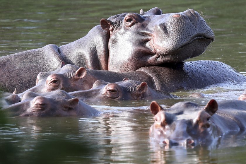 Във вторник в Колумбия започна стерилизацията на хипопотами, потомци на