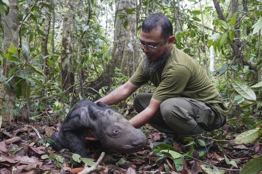 остров суматра роди бебе изчезващ вид носорози снимки