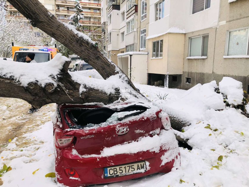 Дърво падна и премаза автомобил в София (СНИМКИ)