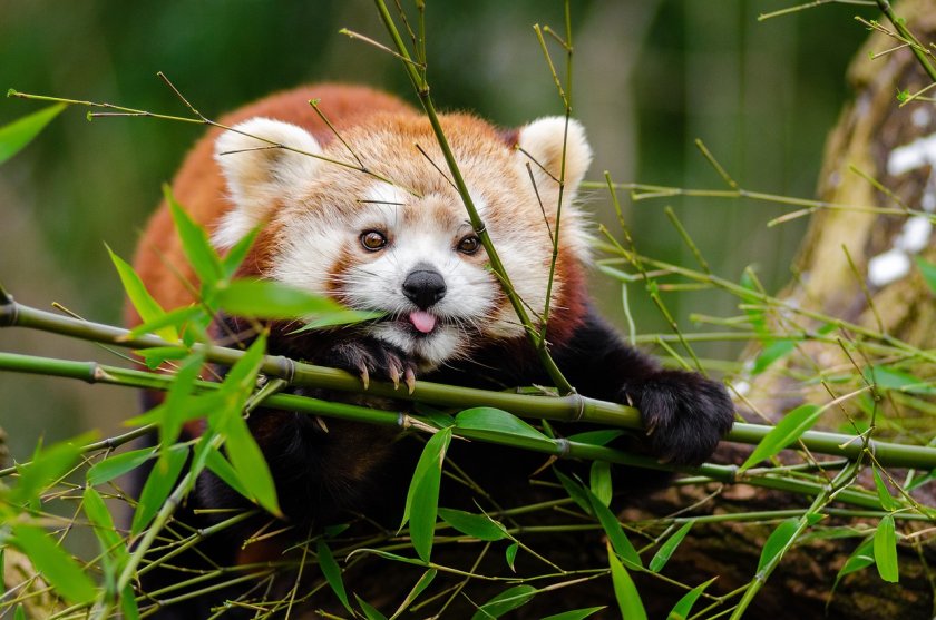 бебе застрашения вид червена панда стана атракция зоопарка лисабон