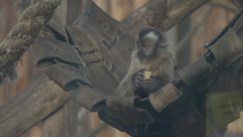 В зоопарка в София маймуна и сурикат са починали, след