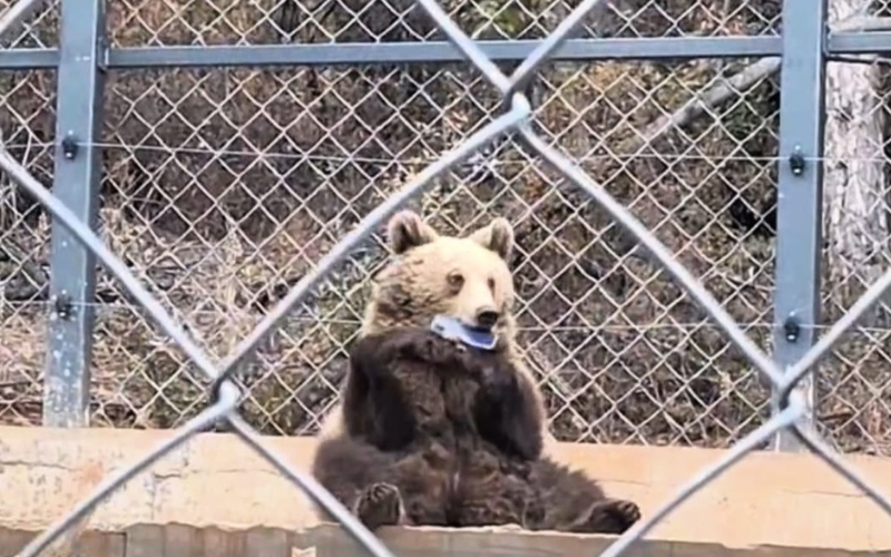 Мечка взе телефона на мъж, опитал се да я снима