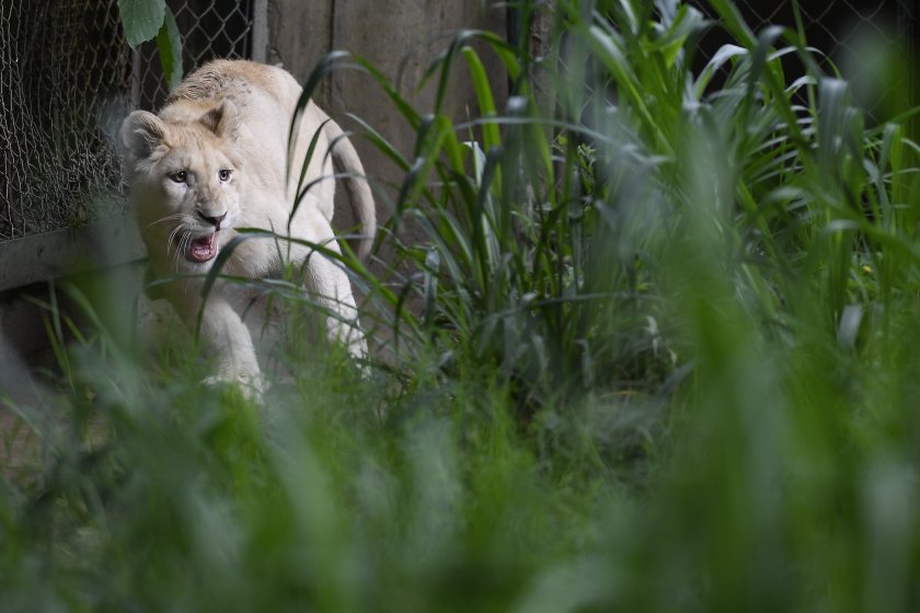 три бели лъвчета родиха венецуела снимки