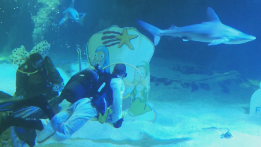 Водолази се гмурнаха в аквариум с акули в Мадрид