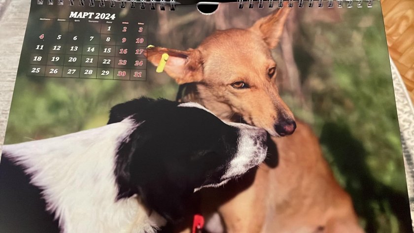 календари кауза набират средства приюта безстопанствени кучета бургас