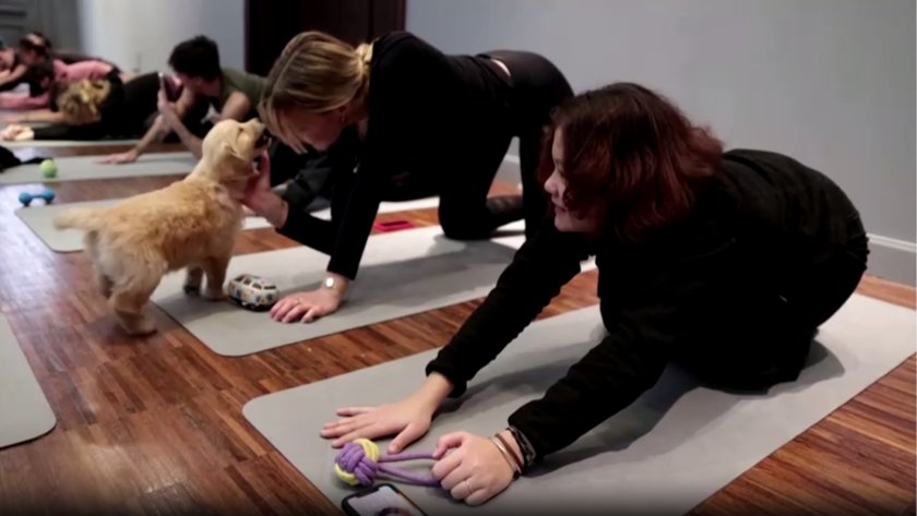 Парижани борят стреса с йога в компанията на кученца