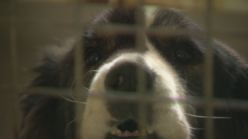 Пореден протест срещу нечовешките условия в общинските приюти за кучета в София