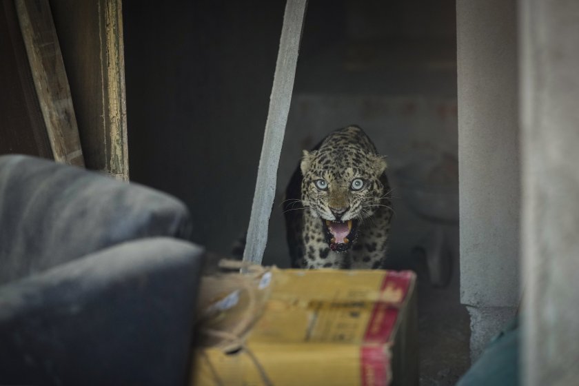 Пораснал леопард намерил дом в строяща се сграда в град