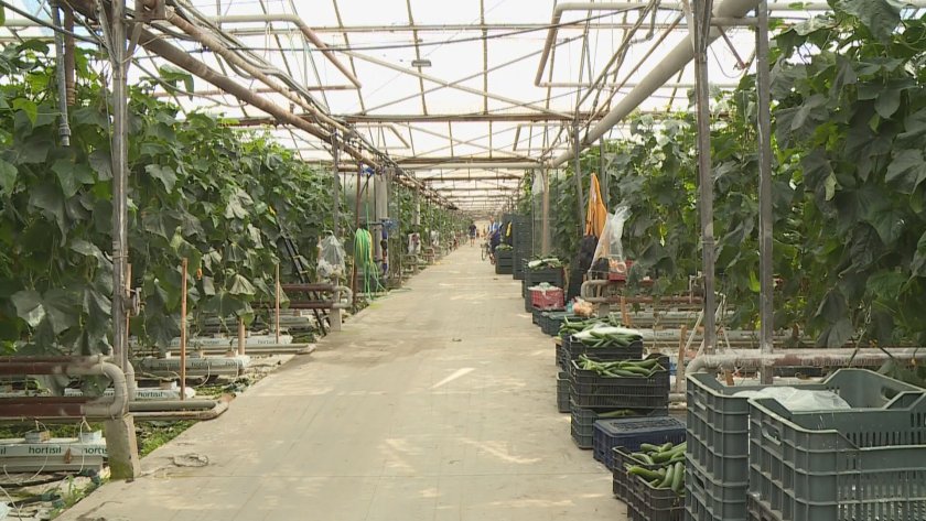 Снимка: Скок на цените на краставиците и доматите през новата година