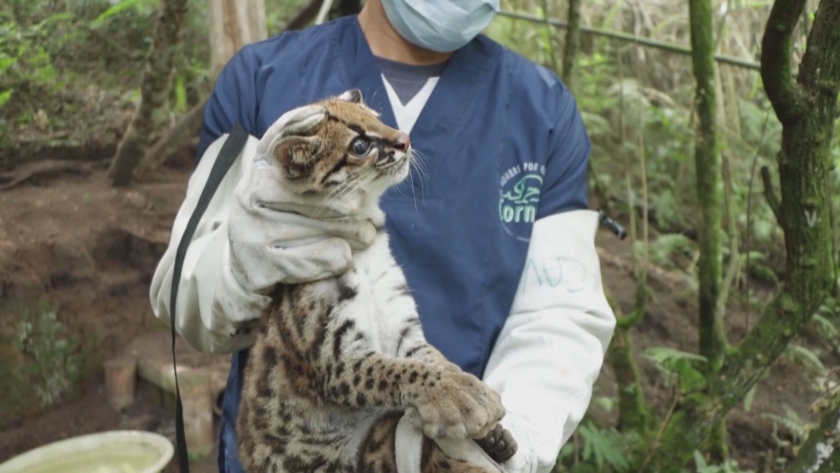 Оцелот беше пуснат в дивата природа, след като беше спасен