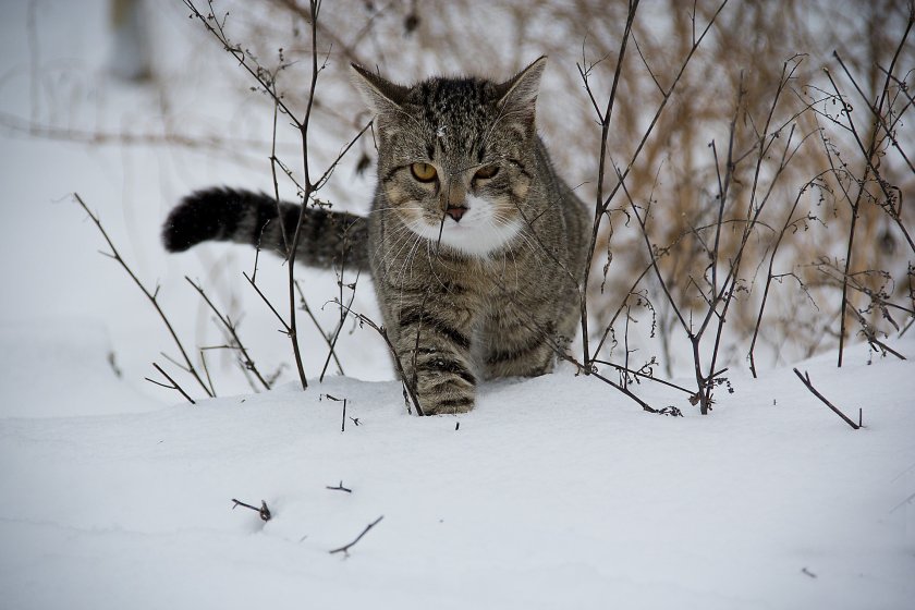 котка зима сняг