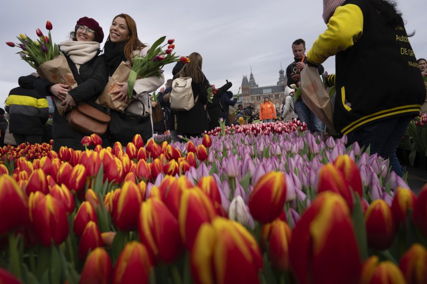 нидерландия отбелязват националния ден лалето снимки