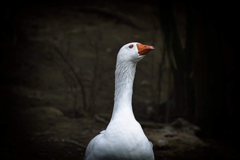 Зимна идилия на ул. "Парчевич" в София