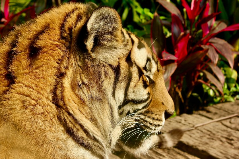 тризнаци застрашен вид тигри родиха източен китай