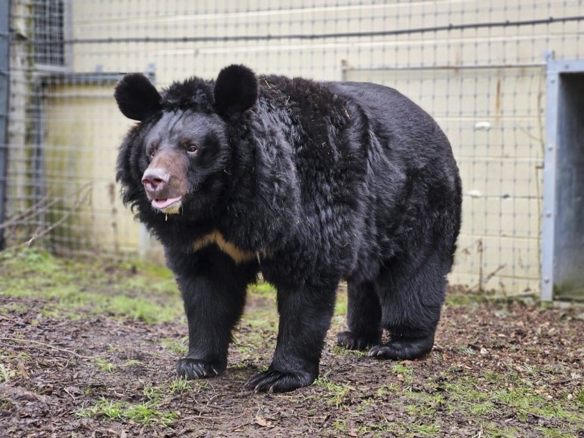 Историята на мечока Ямпил, намерен сред руините на изоставена зоологическа