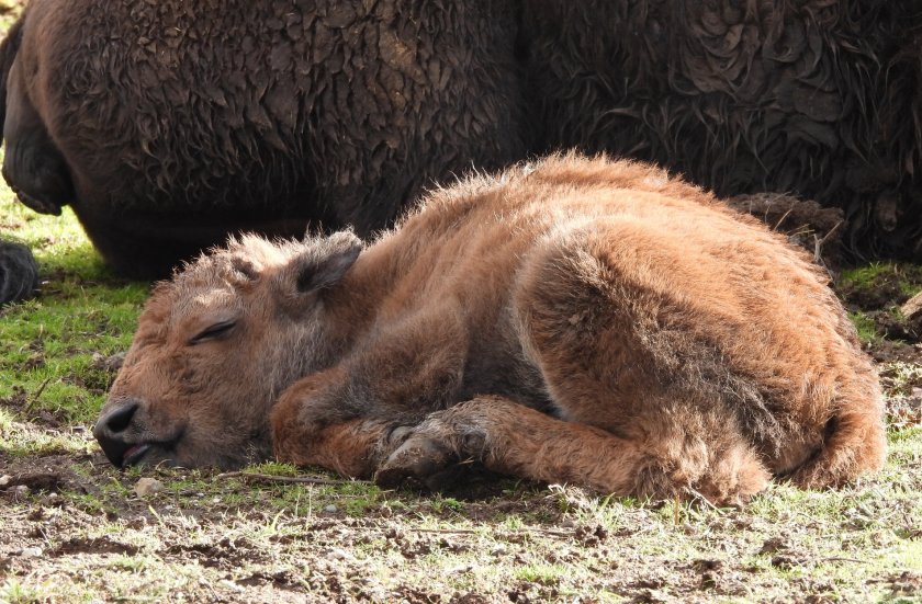 бизонче роди столичния зоопарк снимки