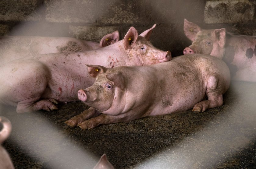 около 300 свине бяха евтаназирани западна сърбия заради африканска чума