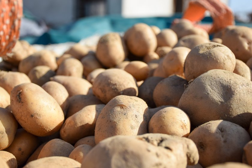 Картофопроизводители излязоха днес на протест и категорично заявиха, че не