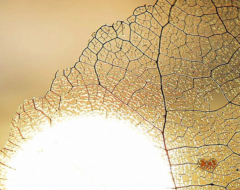 Минималните температури днес в цялата страна са положителни, от 5°