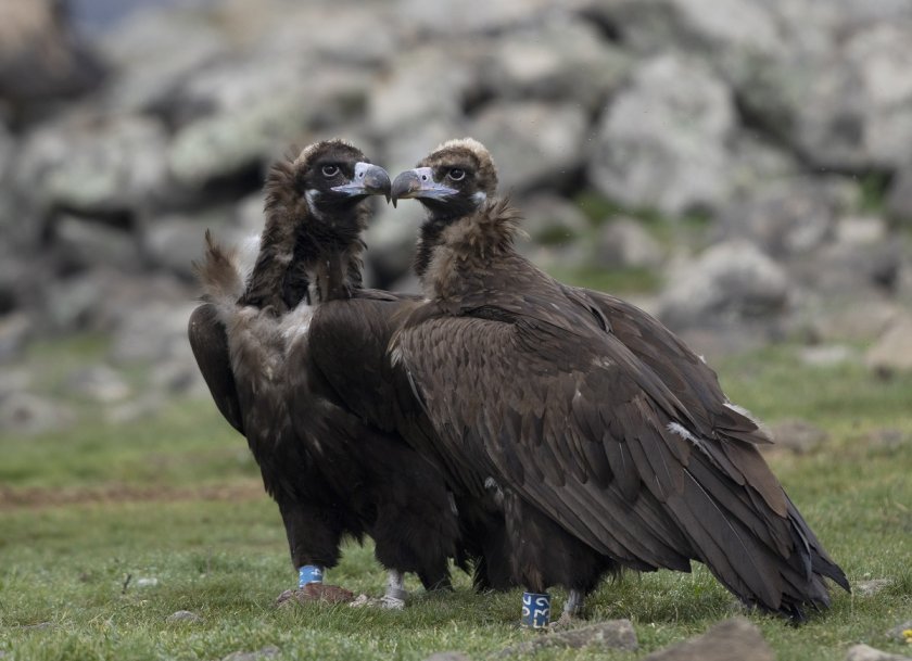 Черни лешояди заеха гнезда в Източните Родопи след 31 години