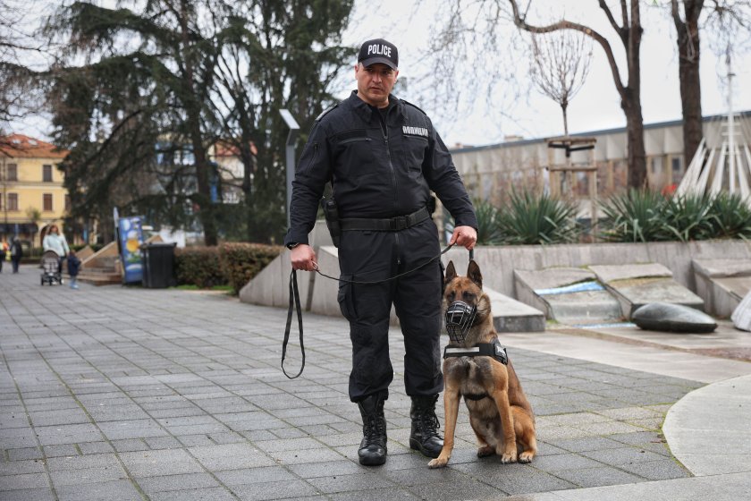 Обучени кучета "дежурят" по оживените улици в Бургас (СНИМКИ)