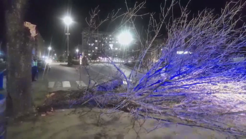 Дърво падна в центъра на Димитровград