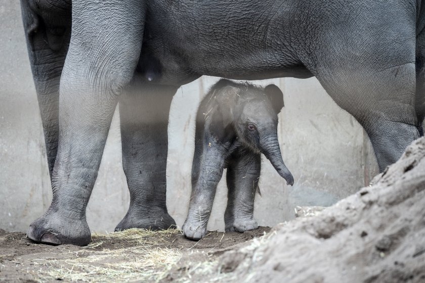 Зоопаркът в Копенхаген посрещна нов обитател, тъй като на бял