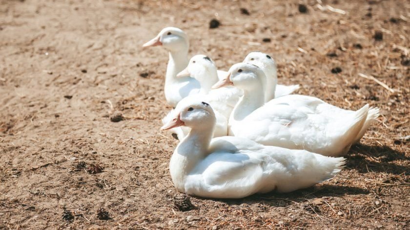 Огнище на птичи грип в горнооряховска ферма за пекински патици