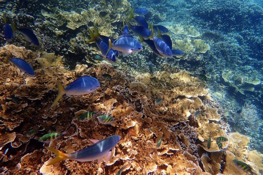 Застрашени от опустошително избелване са коралите в Големия бариерен риф