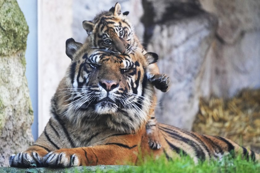 бебе тигър направи първите стъпки зоопарка рим снимки
