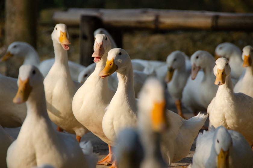 000 птици бъдат умъртвени ферма патици ветрен заради птичи грип