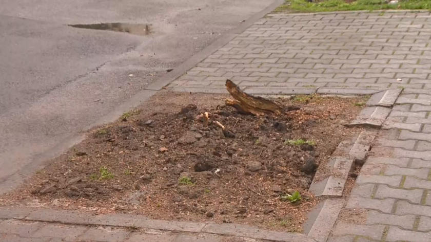 Дърво падна и удари автомобил в центъра на София в