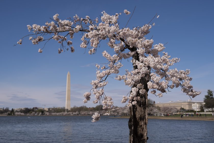С аромат на череши, черешовите дръвчета във Вашингтон се разлистиха (СНИМКИ)