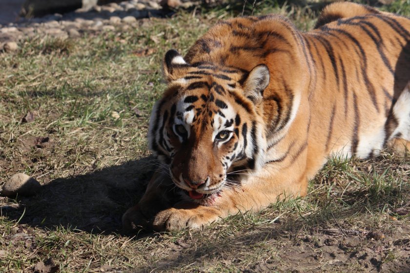 Сибирска тигрица Шели почина на 19-годишна възраст, съобщиха от Зоологическата