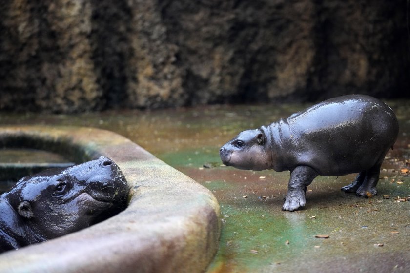 рядък вид хипопотам джудже роди зоопарка атина