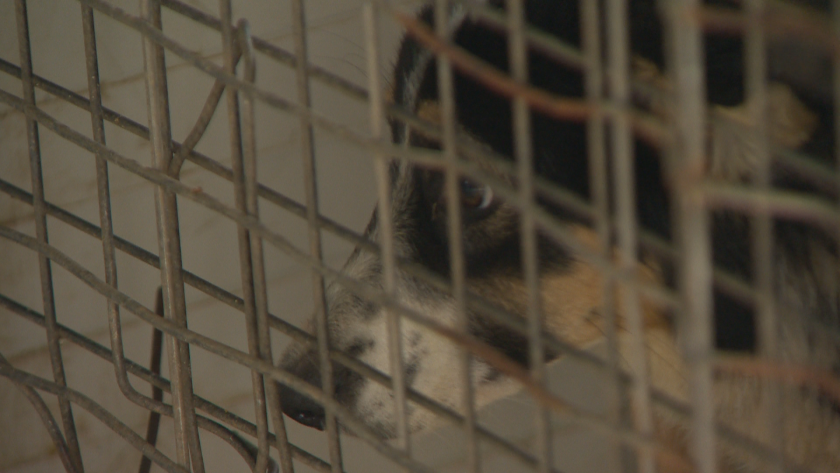 Започна ремонт в общинската клиника за кучета Връбница, която доби