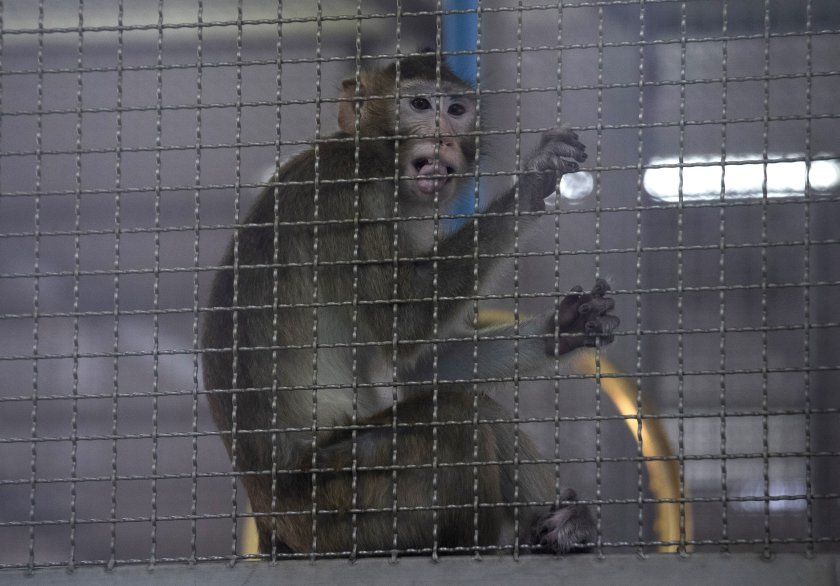 полицията тайландска провинция вече преследва проблемни маймуни