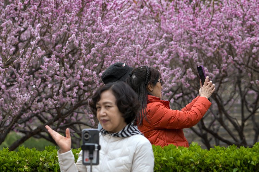първите вишневи цветове цъфнаха япония снимки