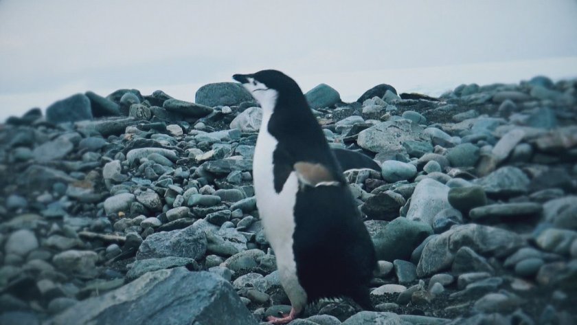 За антарктическата мисия на кораба и работата на учените БНТ