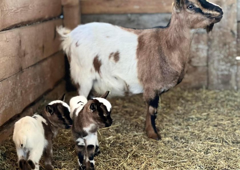 близначета мини холандски козички родиха бургаския зоопарк снимки