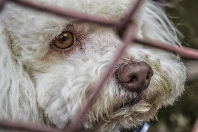 Хърватските приюти приемат 10 000 изоставени животни годишно, предимно кучета,