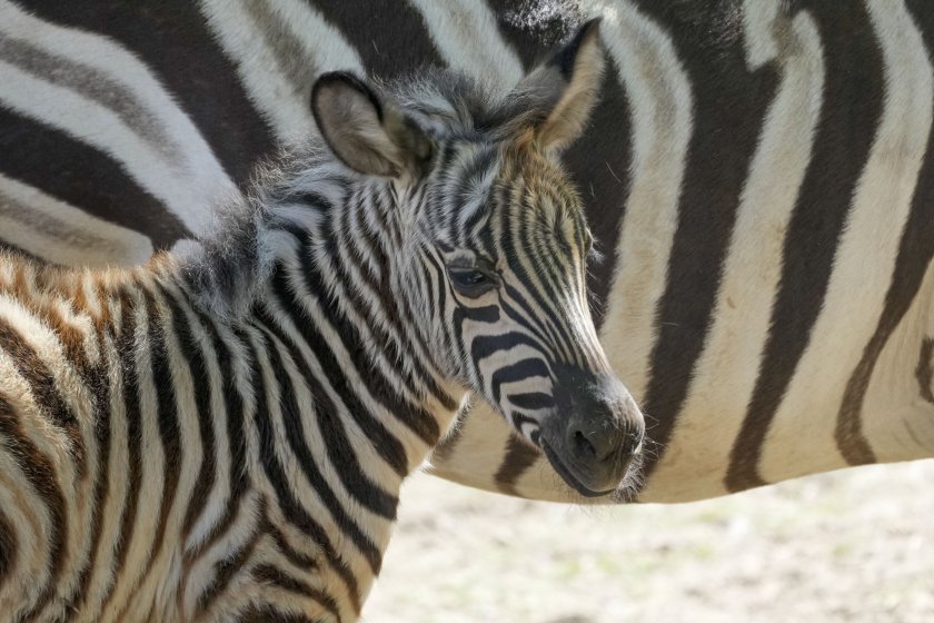 В зоопарка в Белград, Сърбия, се роди бебе зебра.Снимки: БТАПоследвайте