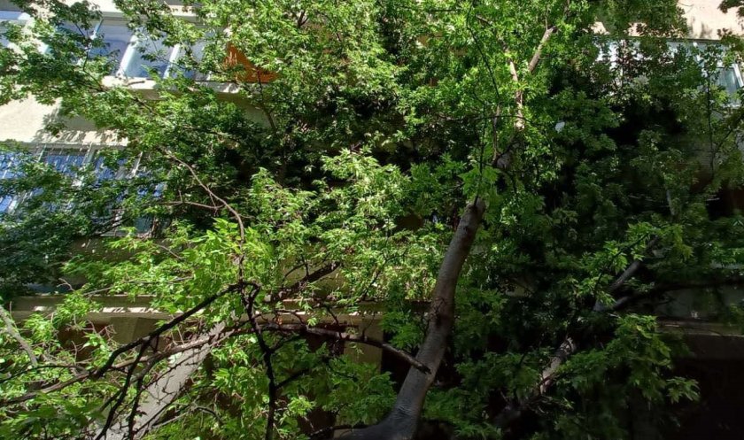 Силен вятър събори дърво върху къща в Хасково. Инцидентът е