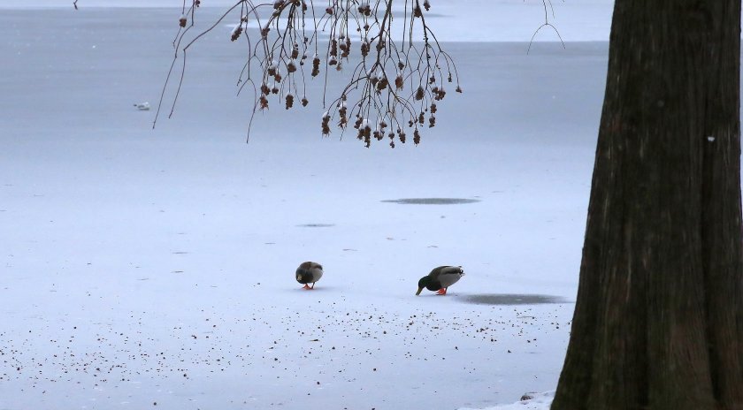 Бурята “Рената достигна Румъния и предизвика силен вятър и валежи,