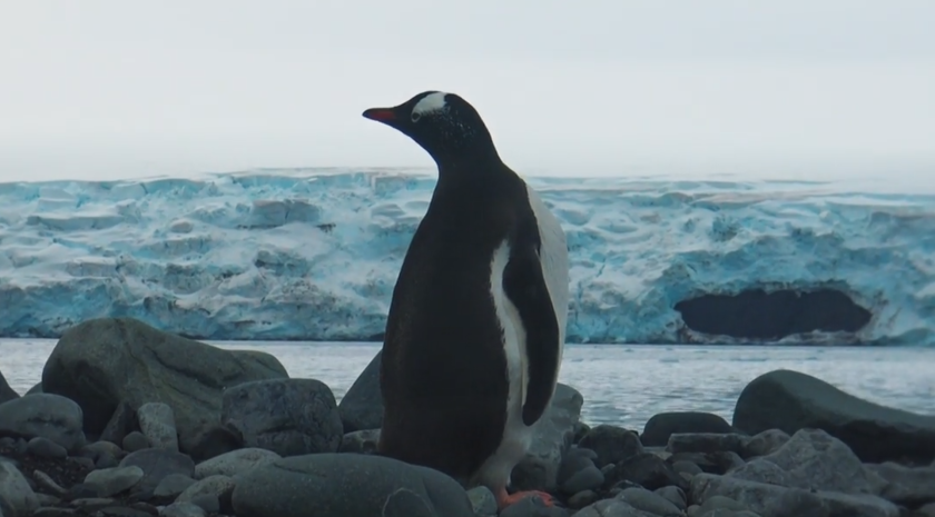 Ако говорим за местните обитатели на Антарктика, то това съвсем