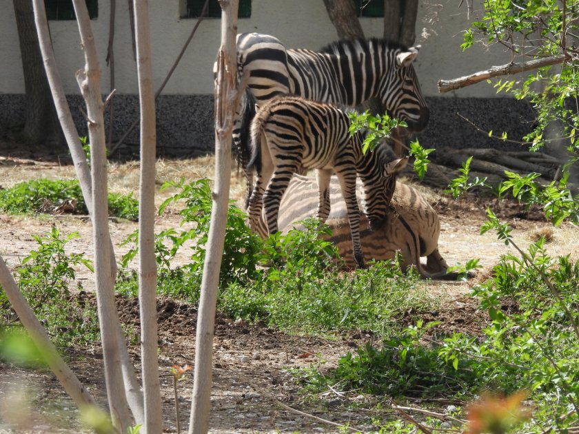 Преди седмица семейството на равнинните зебри в Зоологическа градина -